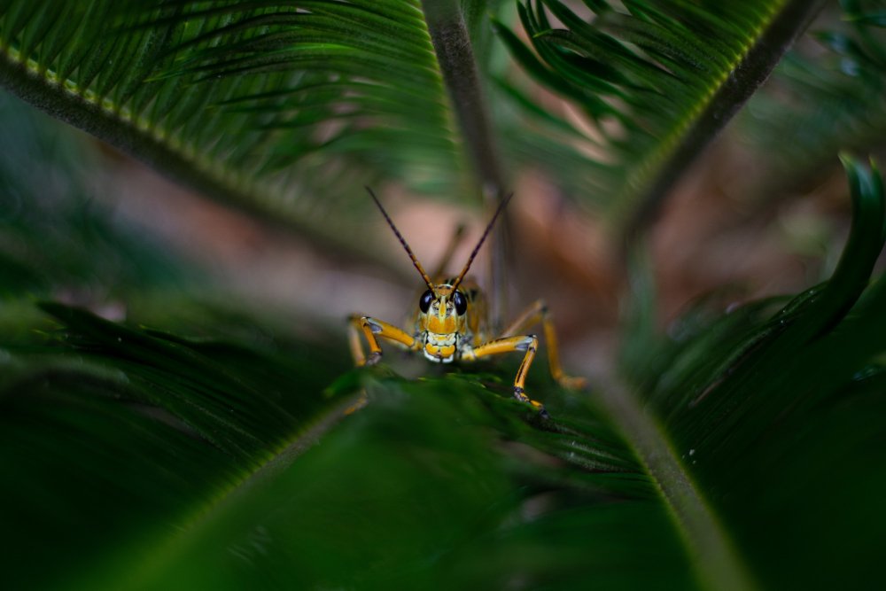 New Insect Species Found in Amazon Rainforest