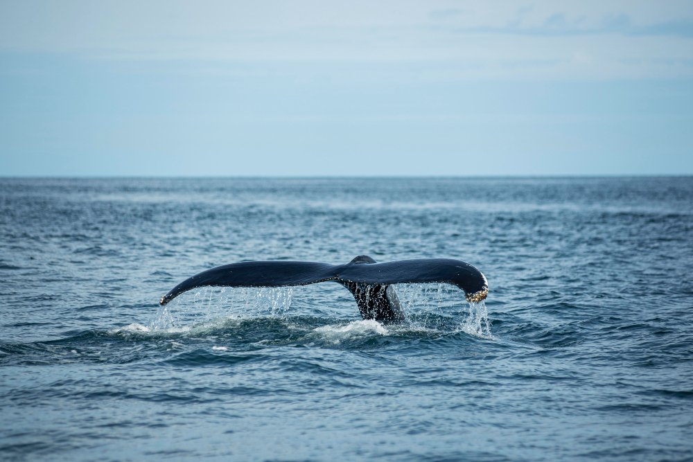 Rare Blue Whale Sighting off California Coast