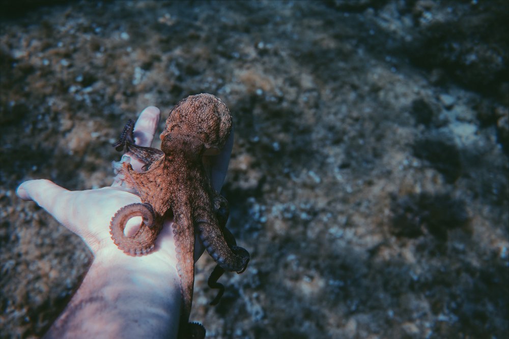 Scientists Crack the Code of Octopus Camouflage