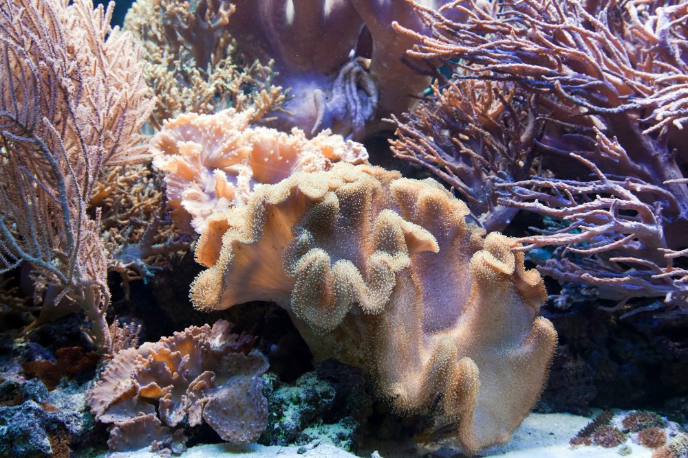 Coral Reefs in Australia